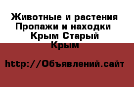 Животные и растения Пропажи и находки. Крым,Старый Крым